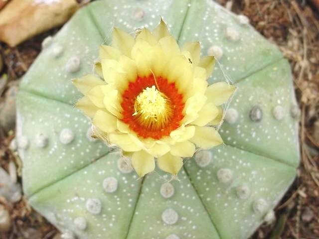 Astrophytum asterias